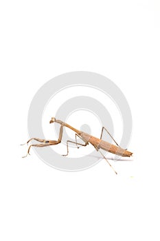 Praying Mantis Religious Mantis,  on white background, is a cute animal and a herbivorous herbivore