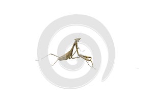 Praying Mantis Religious Mantis,  on white background, is a cute animal and a herbivorous herbivore