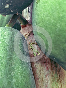 The praying mantis resides between two papayas