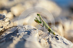 Praying Mantis on rocks