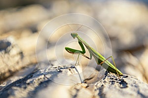 Praying Mantis on rocks