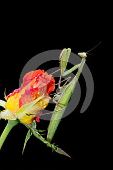 Praying Mantis on a Rosebud