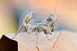 Praying mantis scientific name empusa pennata