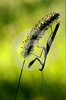 Praying mantis and shadow