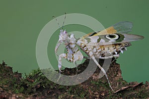 Praying mantis is showing aggressive behavior.