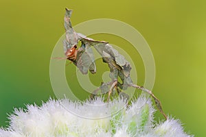 Praying mantis is showing aggressive behavior.