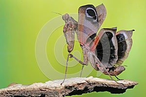 Praying mantis is showing aggressive behavior.