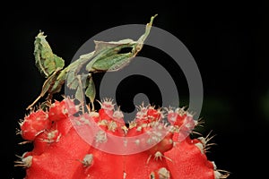 Praying mantis is showing aggressive behavior.