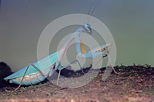 Praying mantis is showing aggressive behavior.