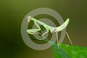 Praying mantis side close up view.