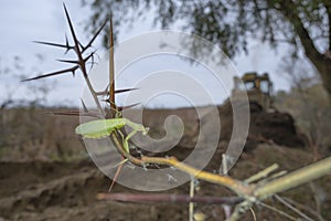 Praying mantis sits on a branch on background bul`dozer. Closeup of mantis insect