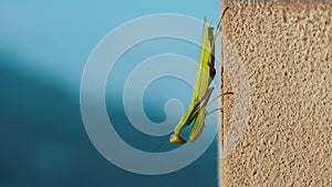 The praying mantis sits on a concrete jamb on the street