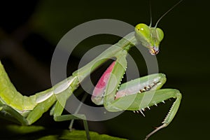 Praying Mantis