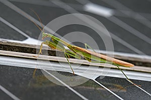 Praying mantis on solar panels on a cloudy day