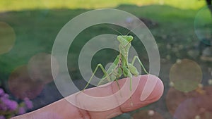 Praying Mantis on Finger