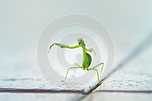 Praying mantis standing with two legs raised