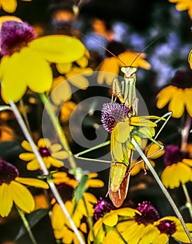 Praying Mantis in summer