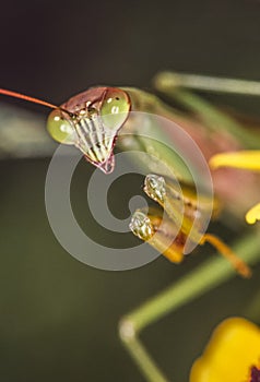 Praying Mantis in summer