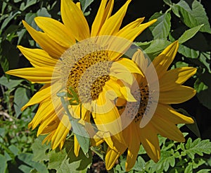 Praying mantis on sunflower photo