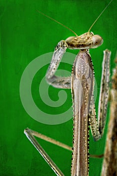 Praying Mantis On Textured Green Background