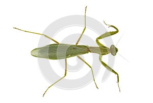 Praying mantis
