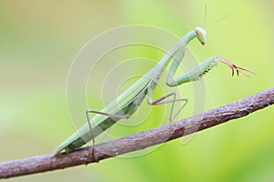 Praying Mantis on Tree branch