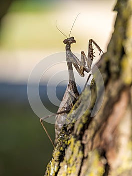 Praying Mantis on a Tree Trunk