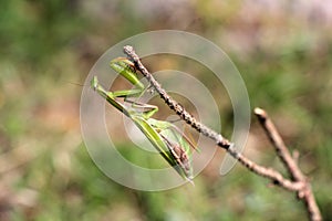 Praying mantis