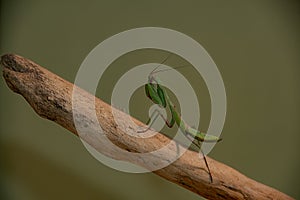 A Praying Mantis on a twig with a green background.