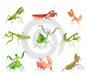 Praying mantis in various poses and colors collection vector flat illustration large predator insect