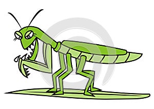 Praying mantis, vector illustration, sketch