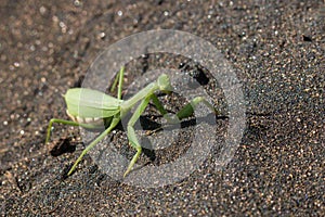 Praying mantis on volcanic sand