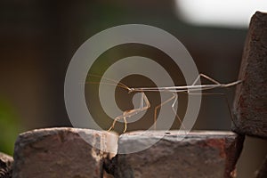 Praying mantis walking on bricks