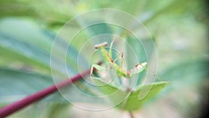 Praying mantis walking on cassava leaves