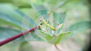 Praying mantis walking on cassava leaves