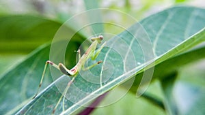 Praying mantis walking on cassava leaves