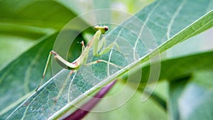 Praying mantis walking on cassava leaves