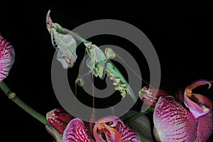 Praying mantis is walking on orchids.