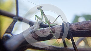 Praying mantis walking on vines