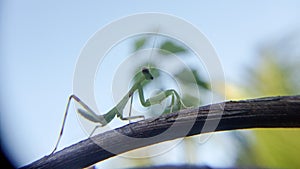 Praying mantis walking on vines