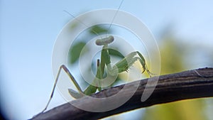 Praying mantis walking on vines