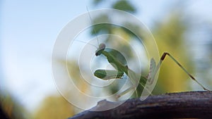 Praying mantis walking on vines