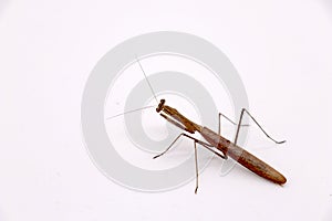 Praying mantis on white bacground