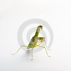 Praying Mantis. on white background