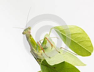 Praying Mantis. on white background