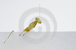 Praying Mantis. on white background