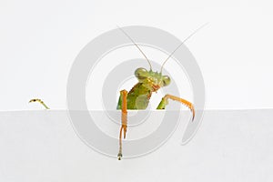 Praying Mantis. on white background