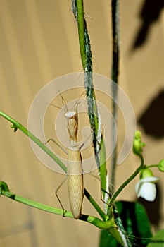 Praying mantis white stagmomantis californica