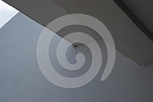 Praying Mantis on White Wall