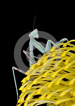 Praying mantis on yellow flower